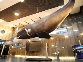 Whale Museum Caniçal, Madeira