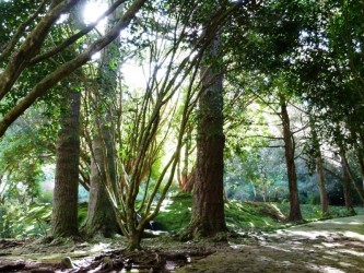 Parque Florestal das Queimadas Forest Park, Santana, Madeira