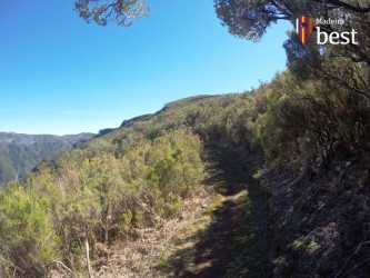 PR13 Vereda do Fanal Hiking Trail in Madeira Island
