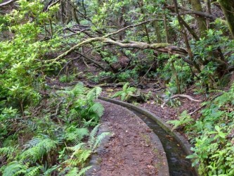 PR15 Vereda da Ribeira da Janela Hiking Trail in Madeira