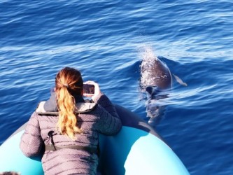 Private Calheta Dolphin Tour