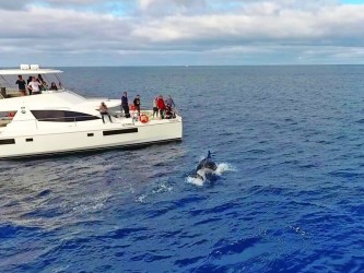 Private Whale Watching Trip of 3h from Funchal