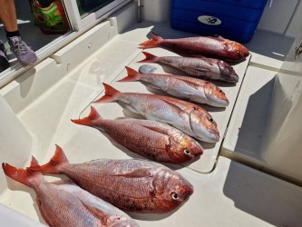 Private Madeira Bottom Fishing Trips
