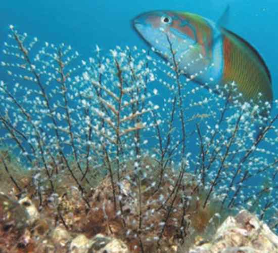 Reef Fish Watching in Madeira