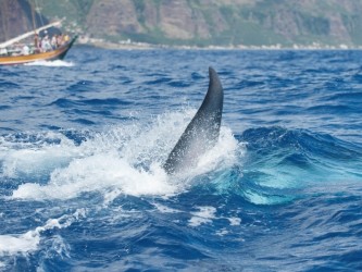 Ribeira Brava Observação de Baleias Tour desde a Calheta, Madeira