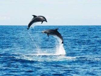 Ribeira Brava Observação de Baleias Tour desde a Calheta, Madeira