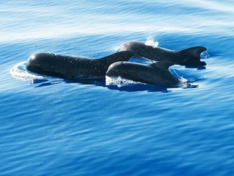 Stenella whale watching tour from Calheta, Madeira