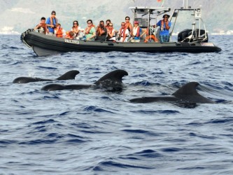 Stenella Passeio de observação de baleias na Calheta, Madeira