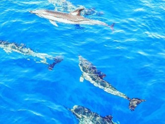 Swim with dolphins Ponta de São Lourenço