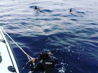 Swim with dolphins Ponta de São Lourenço