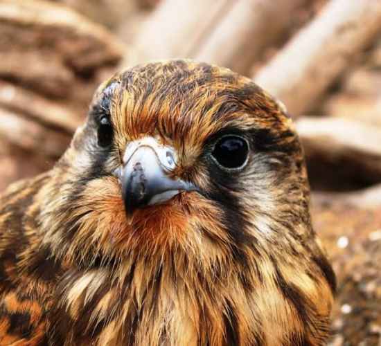 The Raptors Bird Watching Tour Madeira