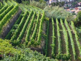 Tour de Vinhos e Poncha na Madeira
