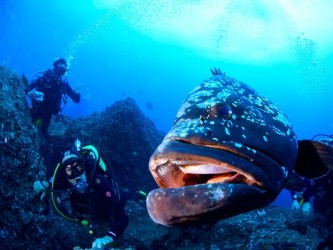 Try Scuba Diving Madeira Island for All
