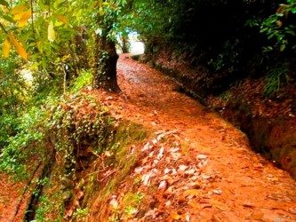 Vale Paraiso to Rochao Walk Madeira