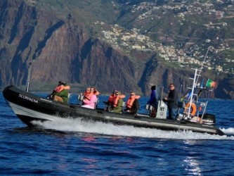 Observação de Golfinhos e Baleias desde Machico, Madeira