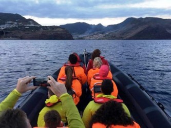 Whale & Dolphin Watching from Machico