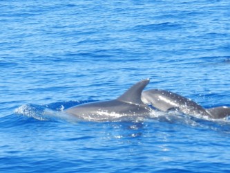 Observação de Baleias e Golfinhos na Calheta
