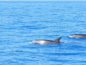 Observação de Baleias e Golfinhos na Calheta