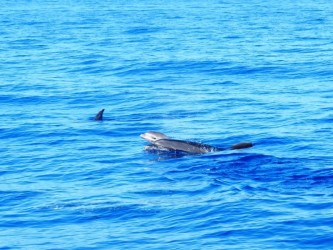 Whales & Dolphins Watching Tour from Calheta