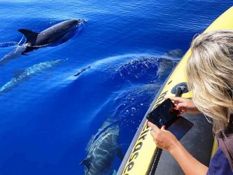Baleias e Golfinhos na Ponta de São Lourenço Madeira