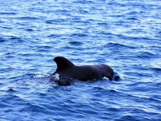 Whale and Dolphin trip in Ponta de São Lourenço Madeira