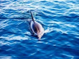 Baleias e Golfinhos na Ponta de São Lourenço Madeira