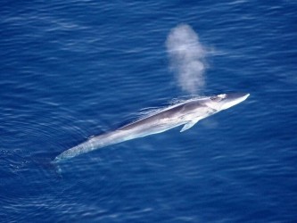 Whale & Dolphin Watching Tour from Funchal