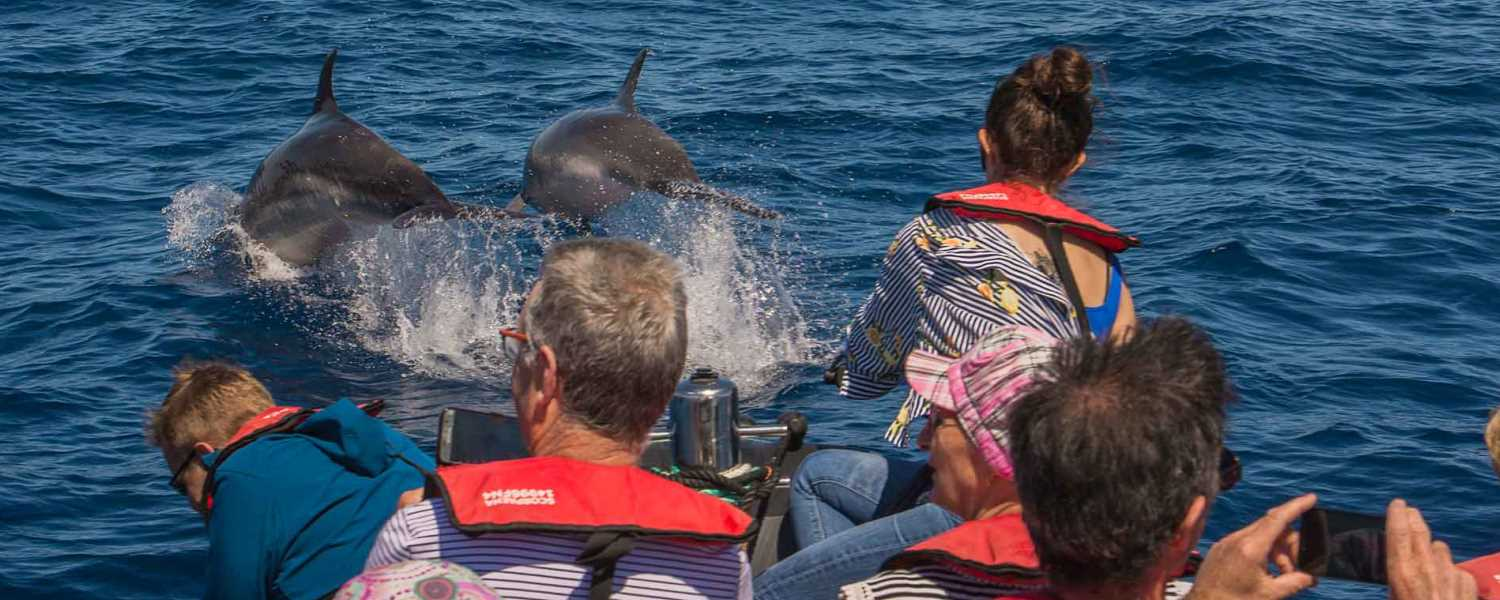 TOP Madeira Dolphins & Whales Boat Tours