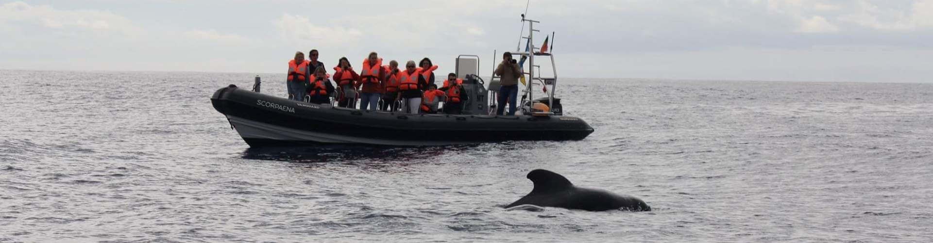 Observação de Golfinhos e Baleias desde Machico, Madeira