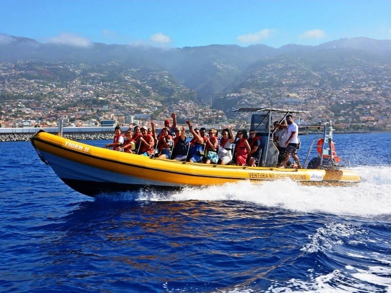 whale watching tour funchal