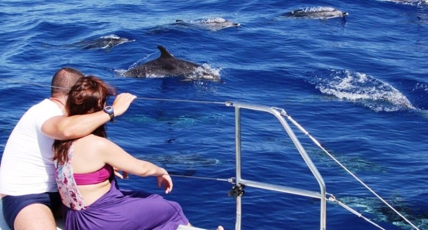 5.-Dolphin-Whale-Watching-Madeira-Holiday-Activities