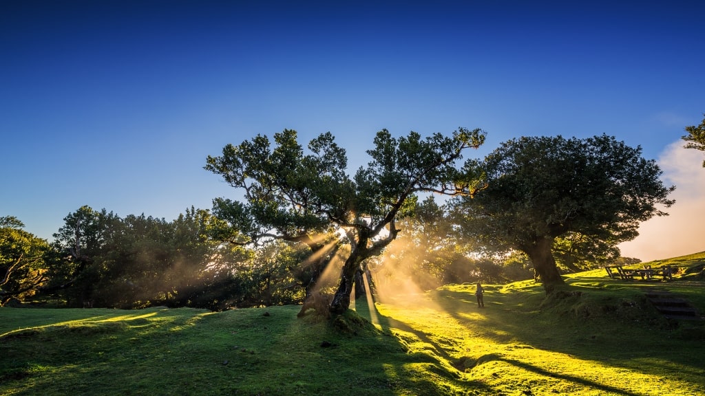 Discover the Top 5 Guided Walks in Madeira - Fanal HIKE - ©Francisco Correia