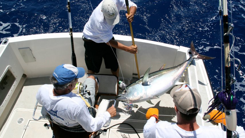 Guide to Sport Fishing in Madeira Island