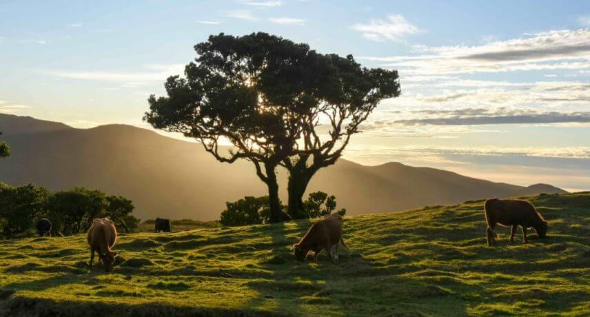 Melhores Excursões da Costa Oeste da Madeira 